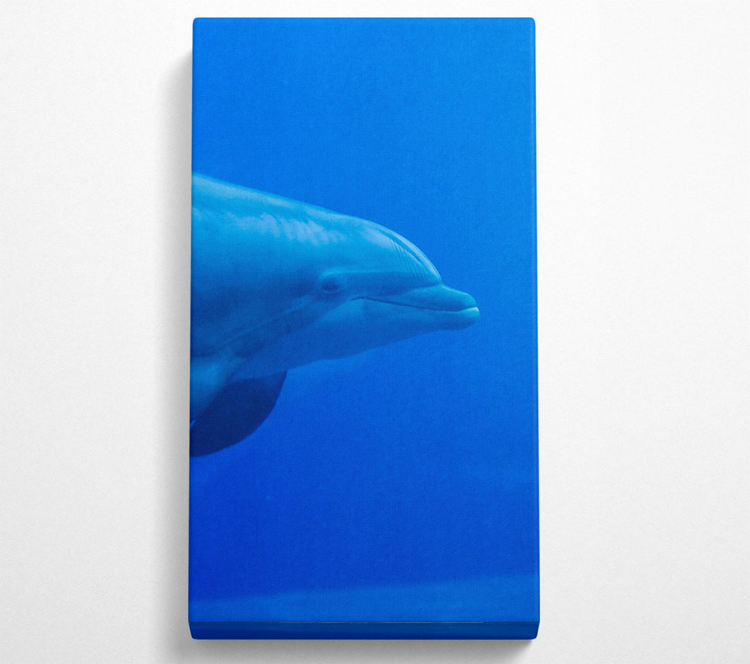  A Canvas Print of Azure Dolphin Smile Canvas Print