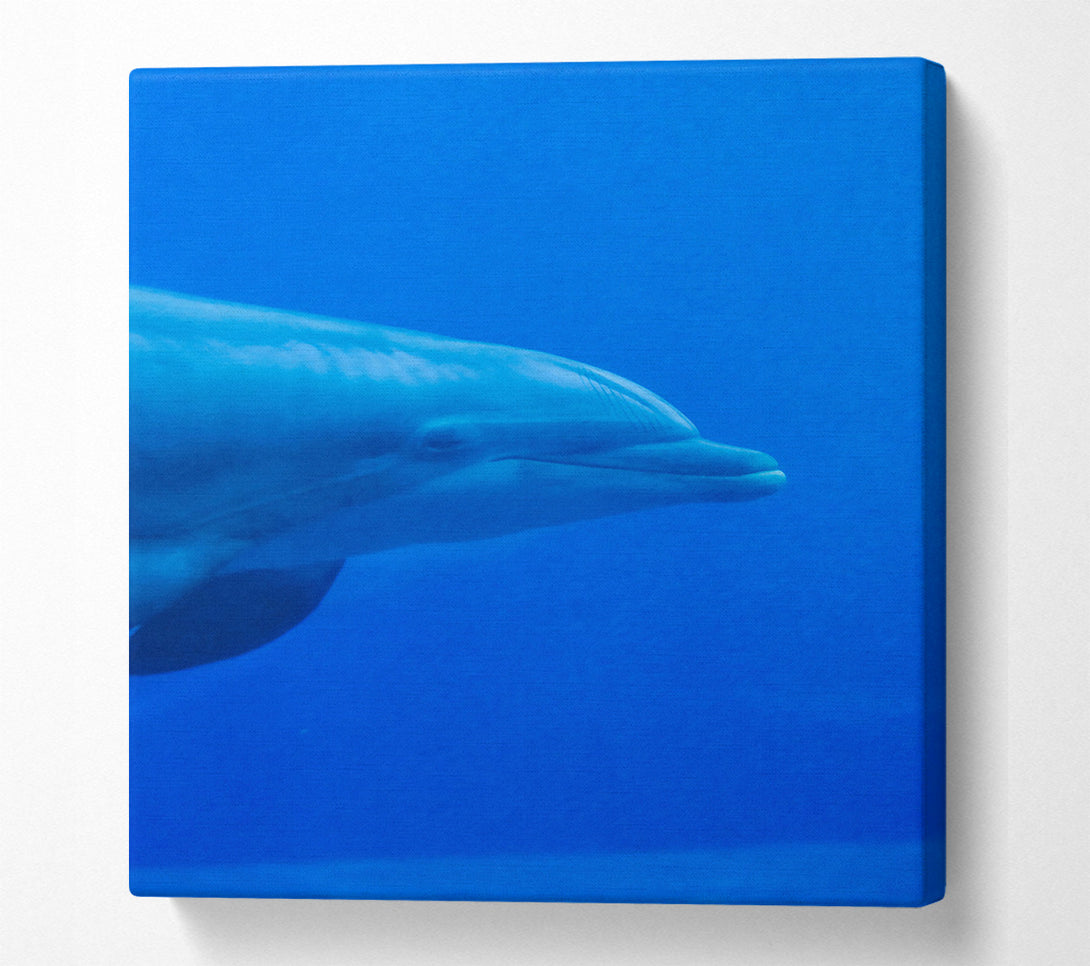  A Canvas Print of Azure Dolphin Smile Canvas Print