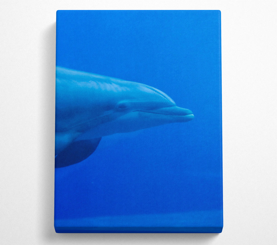  A Canvas Print of Azure Dolphin Smile Canvas Print