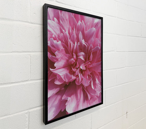 Pink Petal Bloom