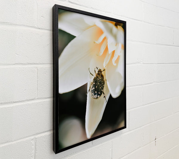 White Petal Beetle