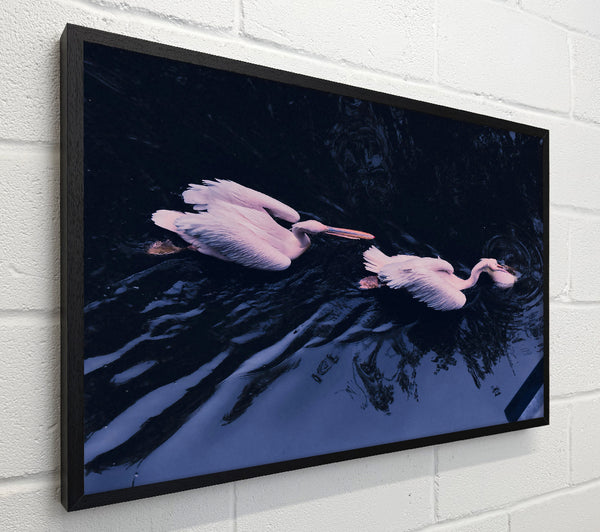Blue Water Pelicans