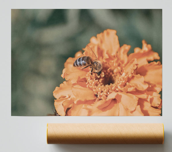 Orange Pollen Seeker Poster