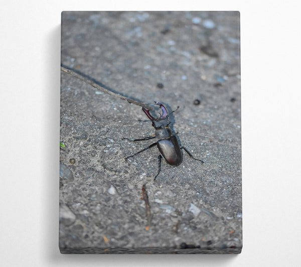  A Canvas Print of Grey Stone Stag Beetle Canvas Print