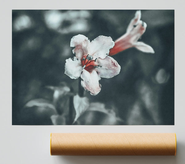 Red Bloom In Grey Giclee Print