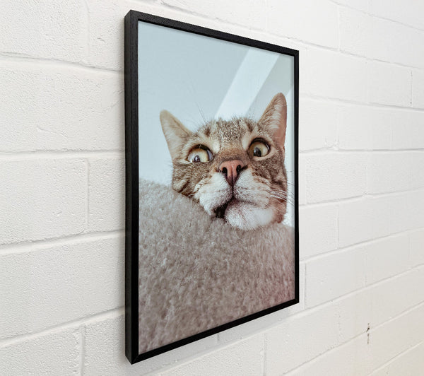 Grey Cat Surprise