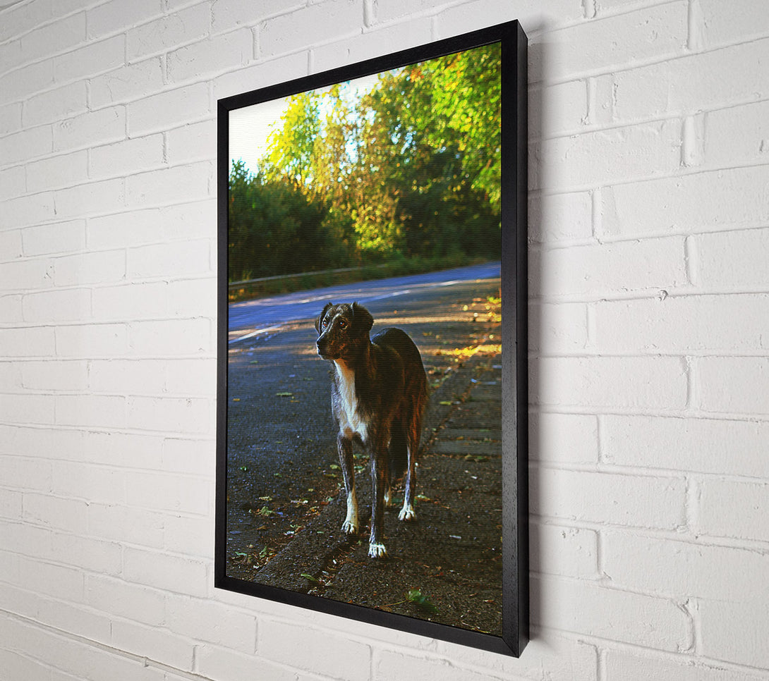  A Canvas Print of Grey Dog On Roadside Canvas Art