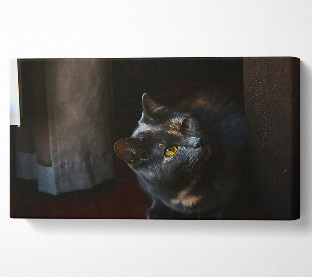  A Canvas Print of Shadowed Grey Glance Canvas Wall Art