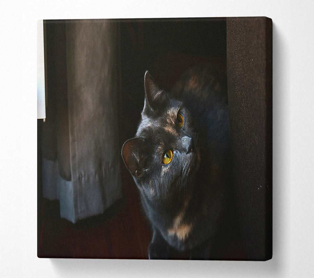  A Canvas Print of Shadowed Grey Glance Canvas Wall Art