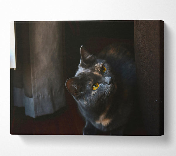  A Canvas Print of Shadowed Grey Glance Canvas Wall Art