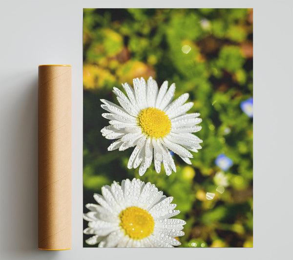 White Dewy Daisies Print