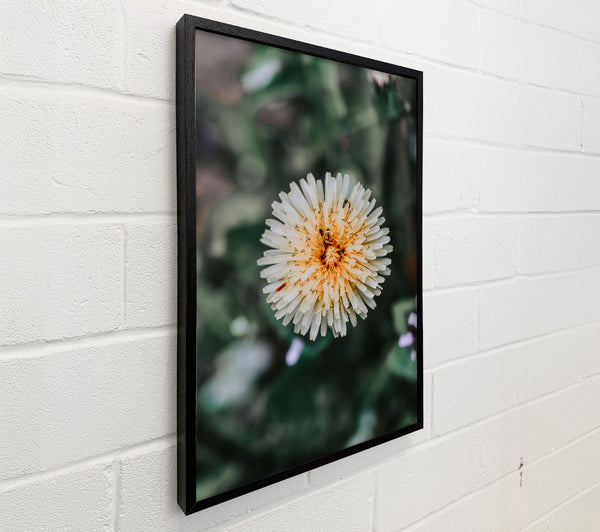 White Dandelion Bloom