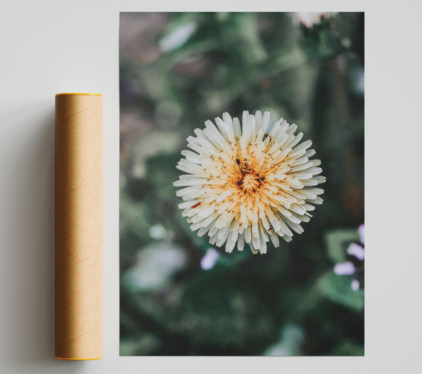White Dandelion Bloom Print