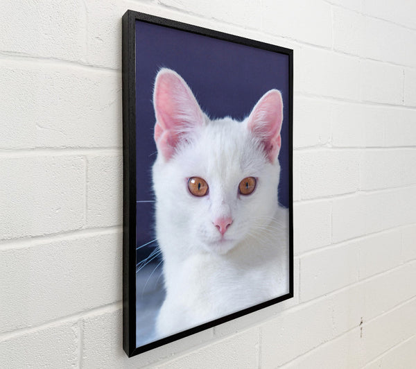 White Cat With Amber Eyes