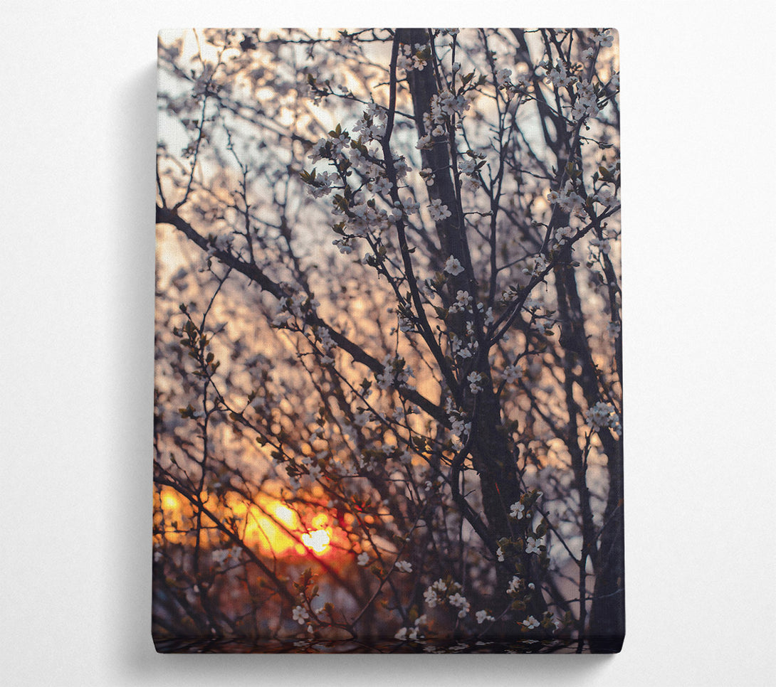  A Canvas Print of Orange Blossom Sunset Canvas Art