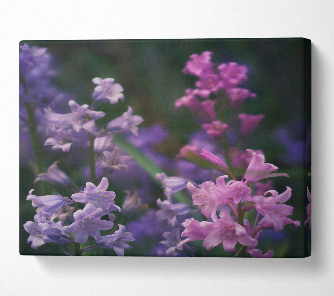  A Canvas Print of Pink Spring Blossoms Canvas Art