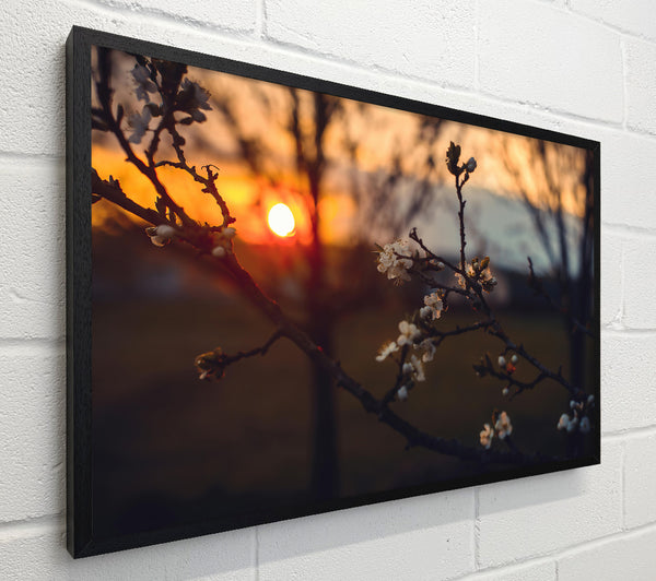 Orange Blossom Sunset