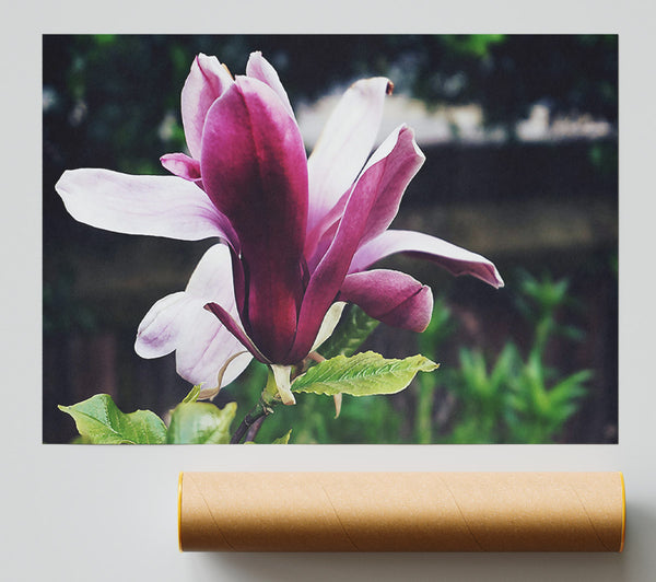 The Crimson Bloom'S Embrace Giclee Print