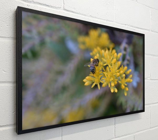 Golden Bee Blooms