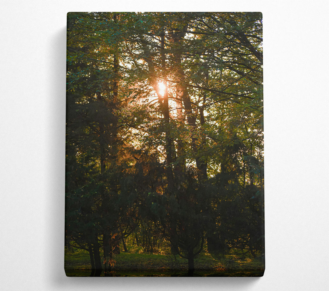  A Canvas Print of Golden Forest Light Canvas Wall Art