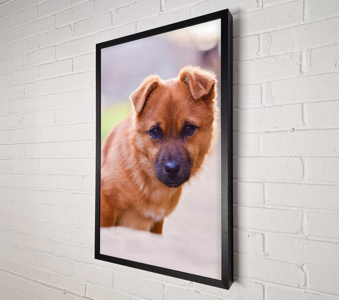  A Canvas Print of Golden Puppy Gaze Canvas Wall Art