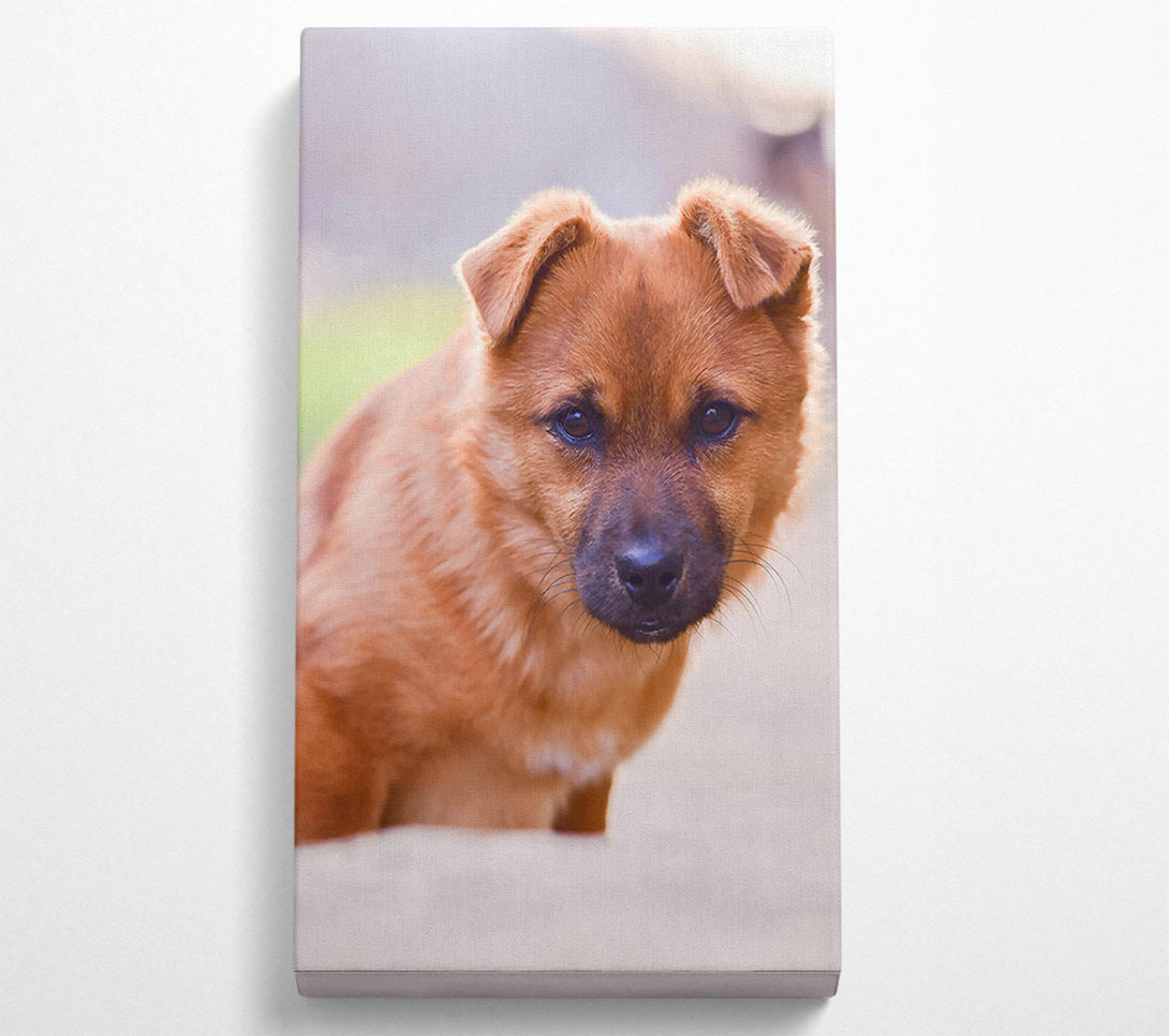  A Canvas Print of Golden Puppy Gaze Canvas Wall Art