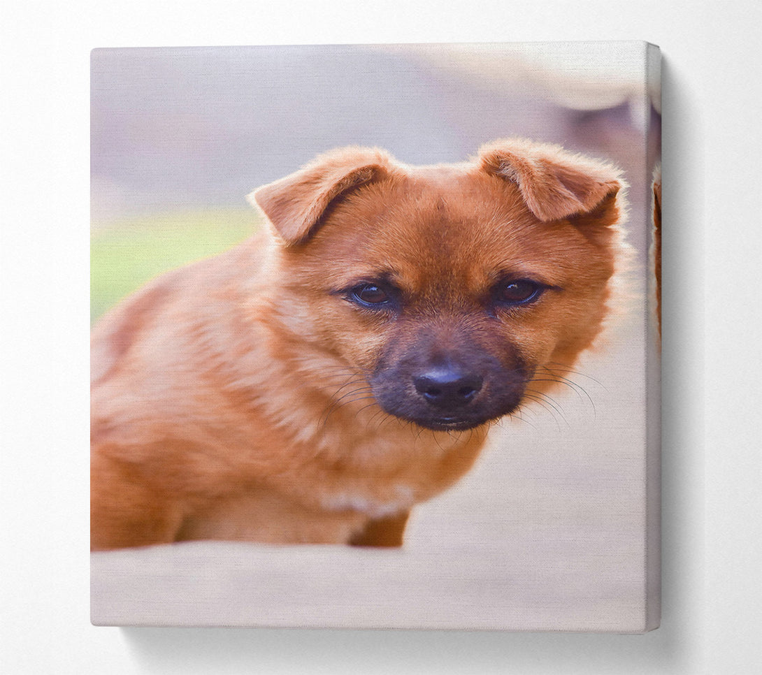 A Canvas Print of Golden Puppy Gaze Canvas Wall Art