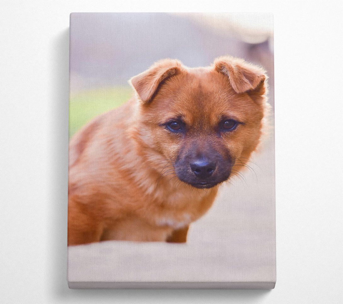  A Canvas Print of Golden Puppy Gaze Canvas Wall Art