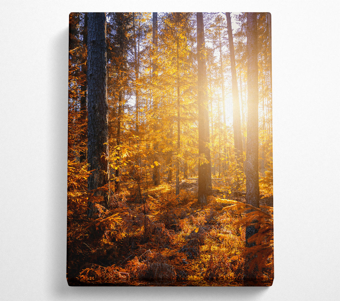  A Canvas Print of Golden Forest Light Canvas Wall Art