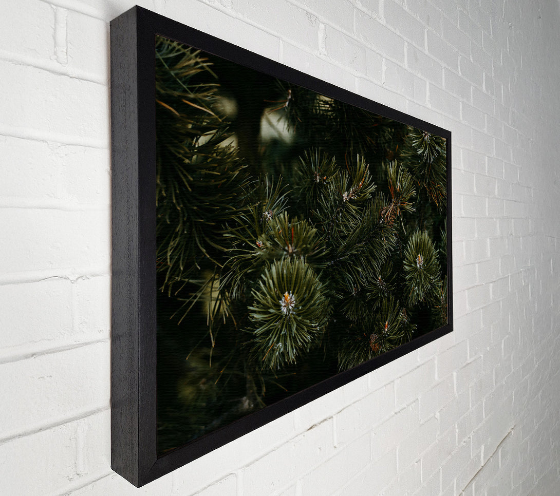  A Canvas Print of Evergreen Forest Hues Canvas Print