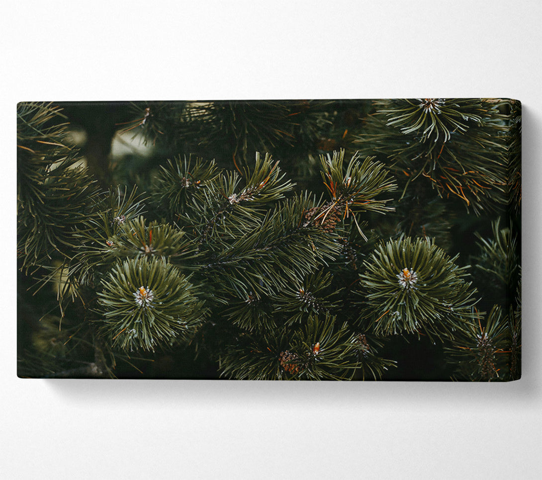 A Canvas Print of Evergreen Forest Hues Canvas Print