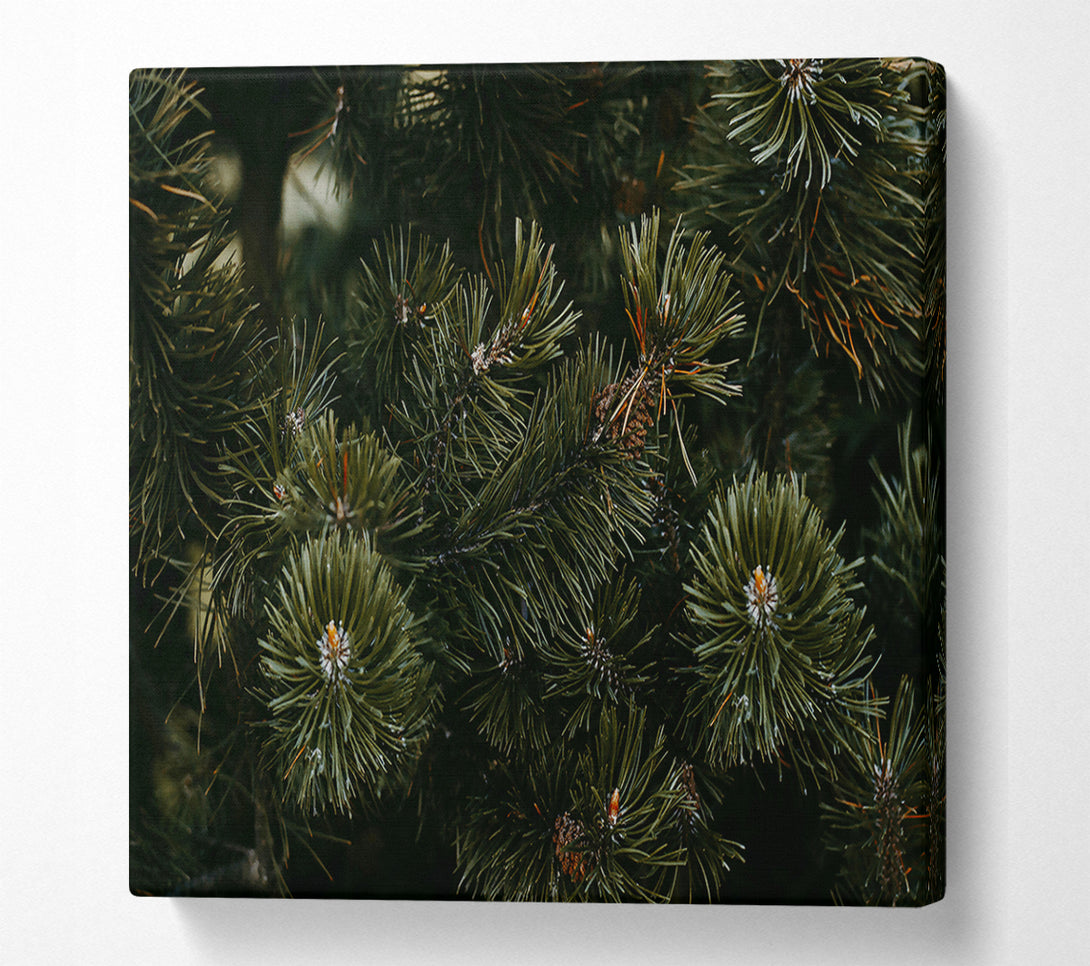  A Canvas Print of Evergreen Forest Hues Canvas Print
