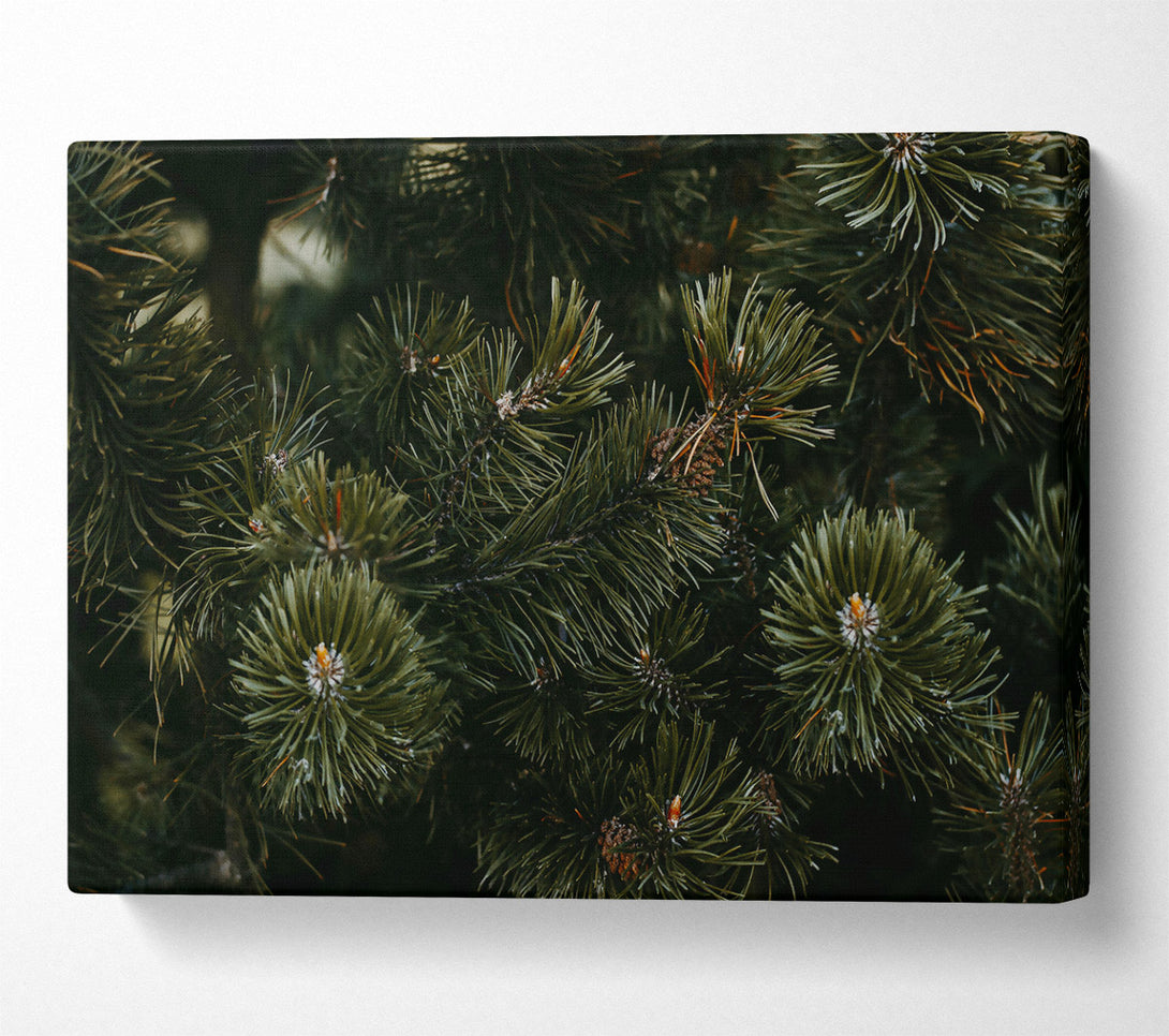  A Canvas Print of Evergreen Forest Hues Canvas Print