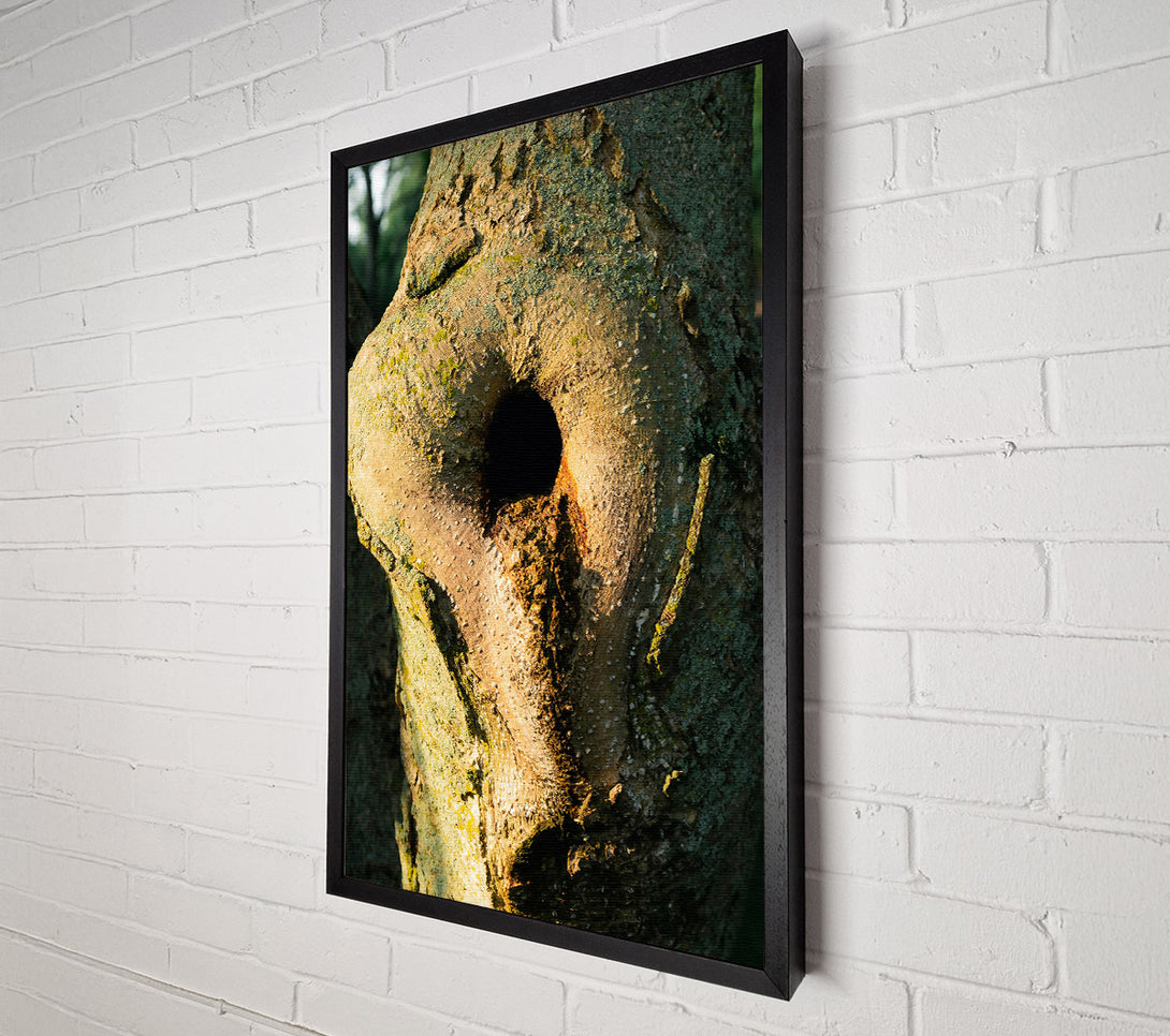  A Canvas Print of Golden Tree Hollow Canvas Print