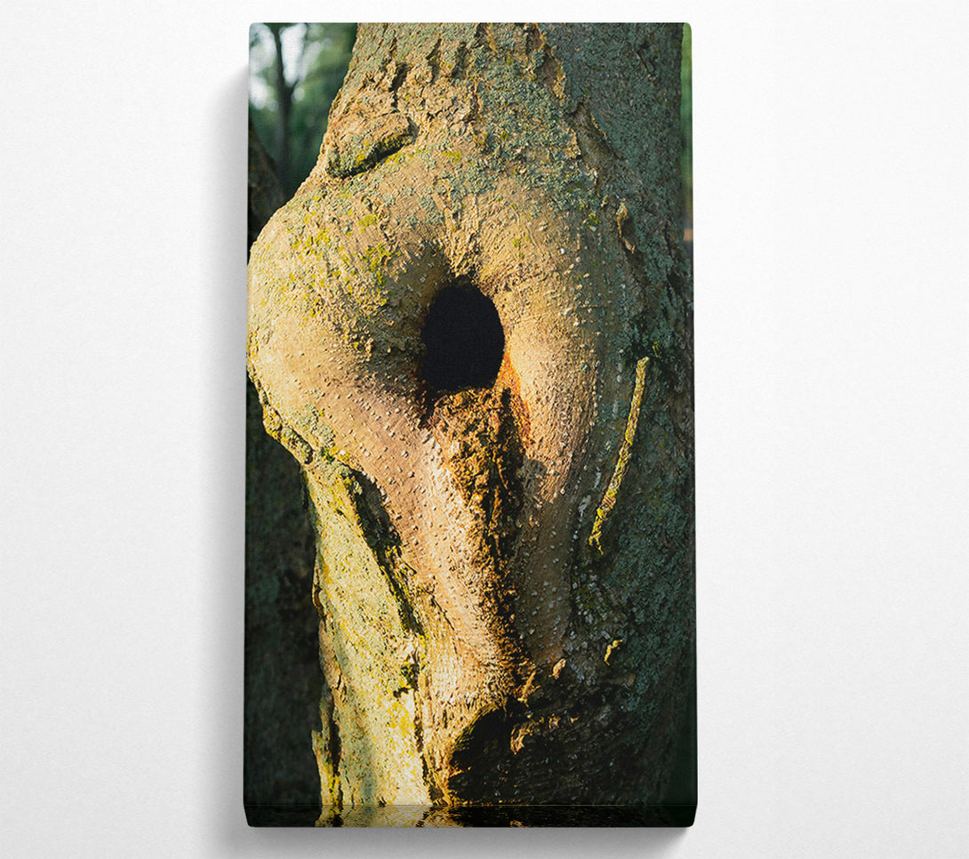  A Canvas Print of Golden Tree Hollow Canvas Print