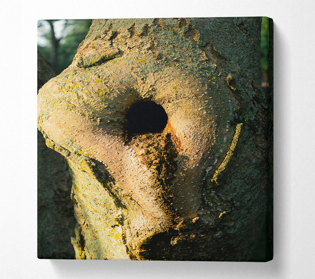  A Canvas Print of Golden Tree Hollow Canvas Print