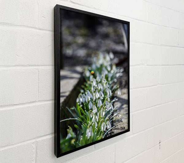 Green Path Of White Snowdrops