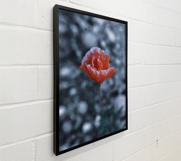 Coral Bloom In Gray
