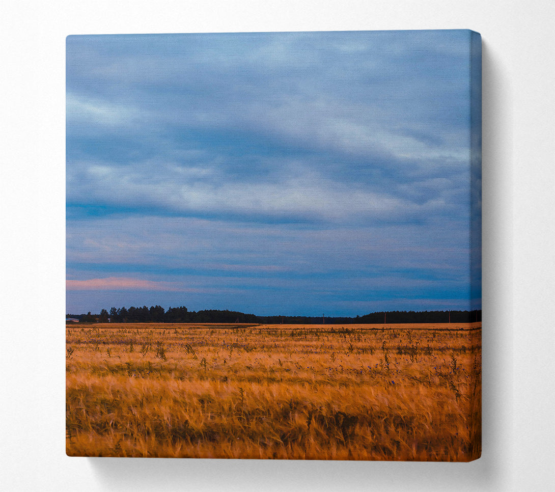  A Canvas Print of Golden Field And Sky Canvas Art