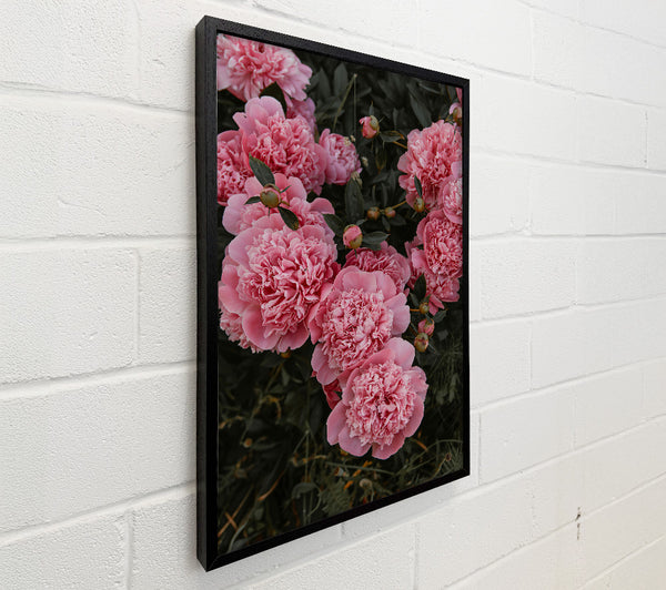 Delicate Pink Blooms