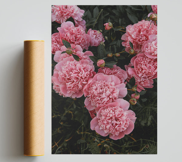 Delicate Pink Blooms Poster