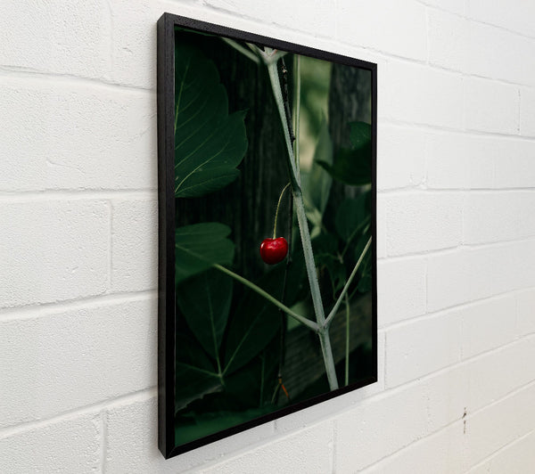 Red Cherry And Greenery