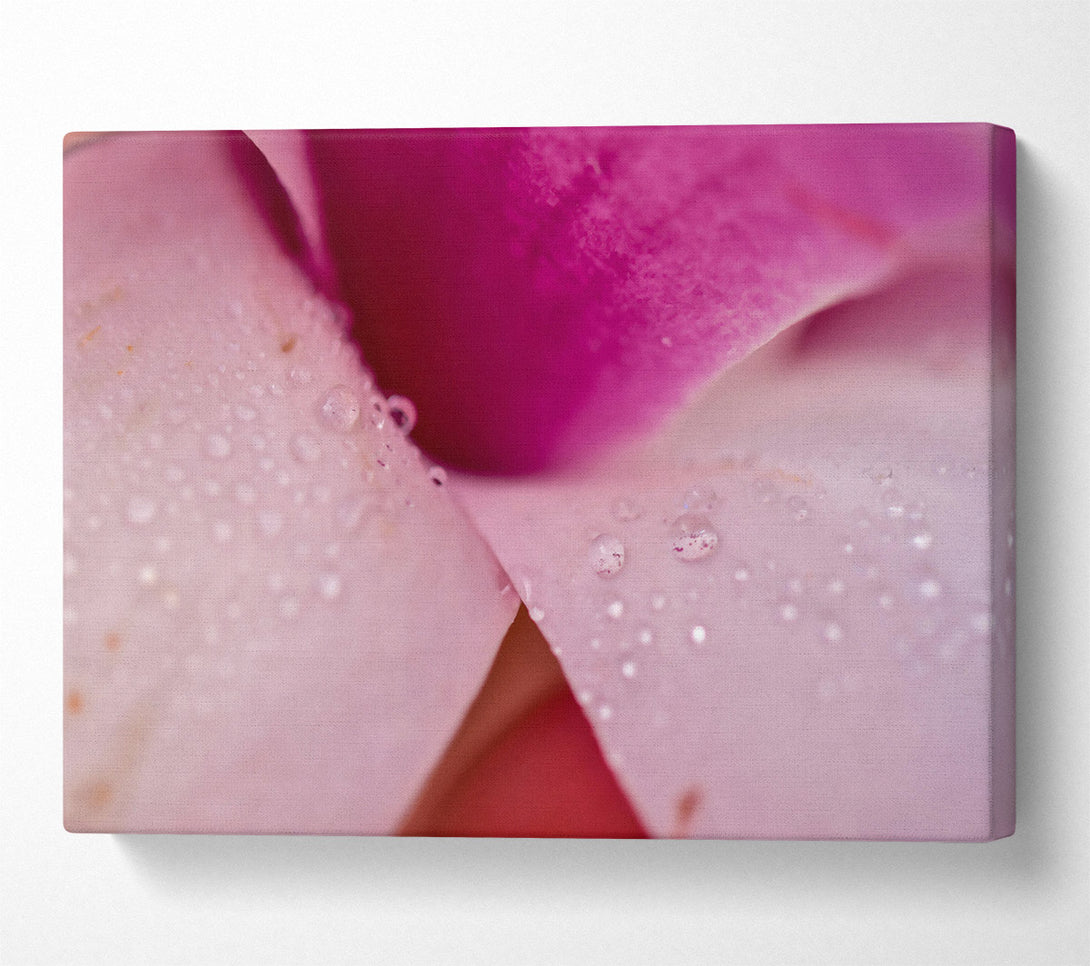  A Canvas Print of Pink Petal Dewdrops Canvas Art