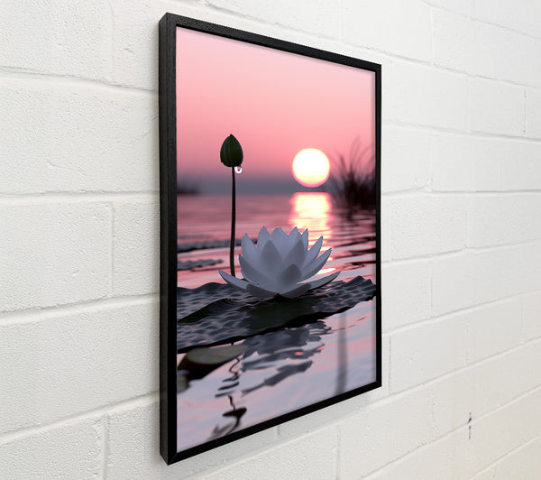 Pink Sunset Lotus Bloom