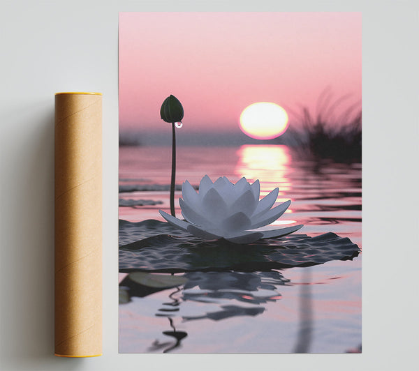 Pink Sunset Lotus Bloom Giclee Print