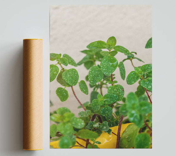Yellow Dewy Greens Giclee Print