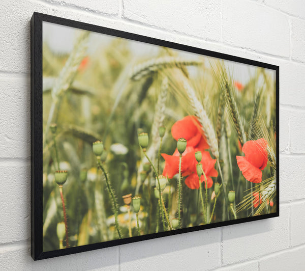 Scarlet Blooms In Wheat