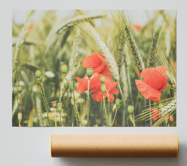 Scarlet Blooms In Wheat Giclee Print