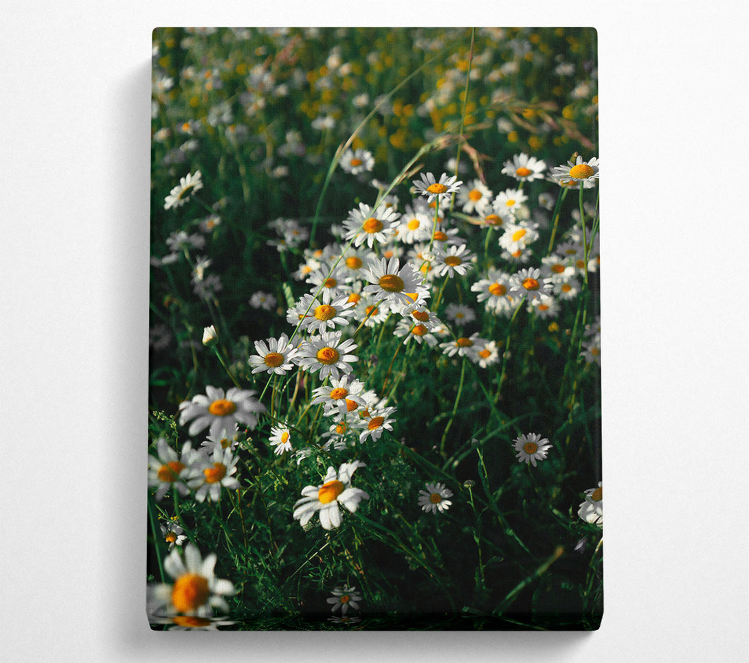  A Canvas Print of White Daisies In Green Canvas Wall Art