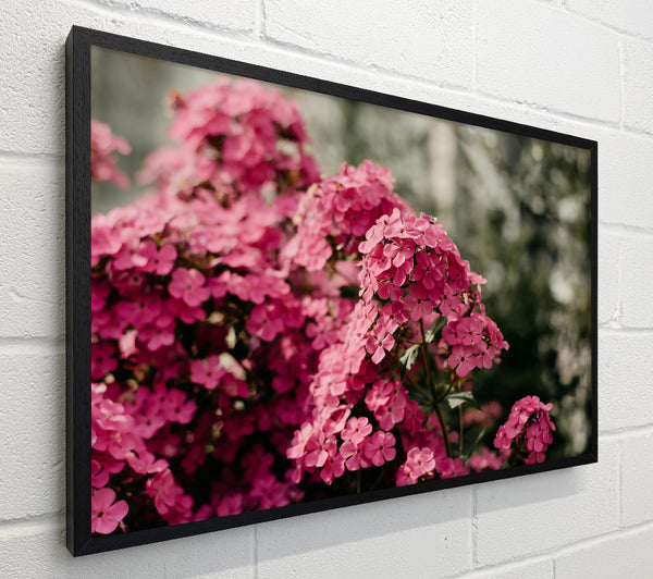 Pink Summer Blooms